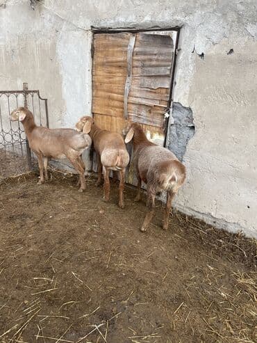 объявления о пропаже животных: Продаю | Овца (самка), Ягненок | Арашан | Для разведения | Племенные, Ярка, Ягнившаяся — 3