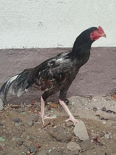 Дакан жожо короздор сатылат активный алмашу жолдору бар адрес Бишкек at lalafo.kg Дакан жожо короздор сатылат активный алмашу жолдору бар адрес Бишкек