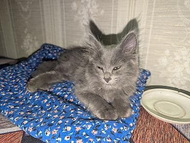 Мышыктар сатылат: Отдадим котенка(мальчик) в добрые и ласковые руки как этот котенок — 2
