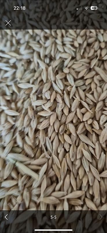 устричный соус: Семена овса (зерно в шелухе) - Тип: овёс, цельное зерно в плёнке — 1