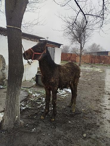 бээ кобыла тай: Продаю | Жеребенок | Рабочий | Племенные — 2