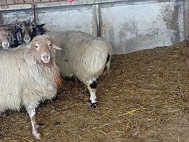 Башка жаныбарлар: Сатам | Кочкор (эркек) | Союуга — 8