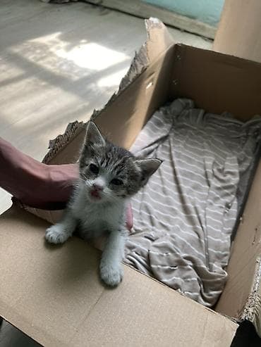котёнк: Отдам котёнка в добрые руки 🫶🏻
Малышка ищет дом 🥹 — 2
