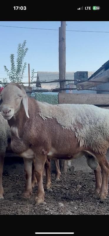 продажа собак бишкек: Продаю | Баран (самец) | Арашан | Для разведения | Племенные — 1