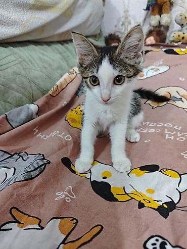 манчкин котенок: 3 месяца, Девочка, Приучена к лотку, Проглистована, С прививками — 2