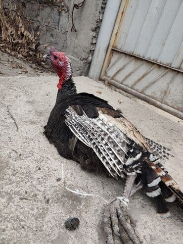 домик для кролика: Продаю | Индюк (самец) | Для разведения — 1