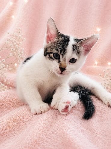 отдам котят: 2 месяца, Девочка, Приучена к лотку — 3