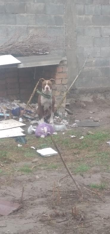 питбуль: Собака крупной породы (коричневый окрас с белой грудью и отметиной на — 2