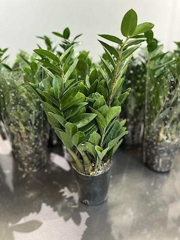 Орхидеялар: Бесплатная доставка по городу 🚗 Самый не прихотливый сорт растений 🪴 — 1