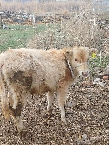 все для животных: Продаю | Бык (самец), Музоо, торпок | Алатауская, Швицкая, Шароле | На откорм, Для разведения | Осеменитель, Искусственник — 5