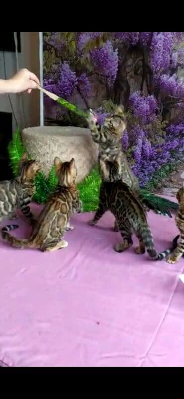 новорожденные котята: Бенгальские котята Проф.Питомник Бен Гла Мур предлагает.чудесных — 2