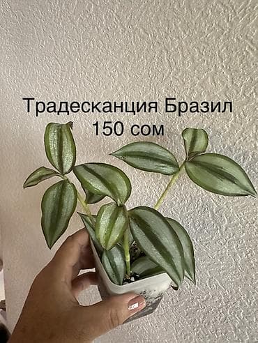 фикус чёрный принц: Комнатные растения в горшках: - Эпипремнум Marble Queen — пестрые — 10