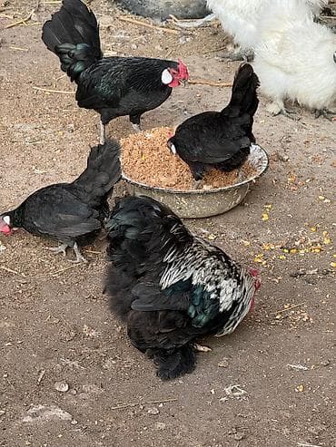 суповые куры: Продаю карликов черные петух кур — 2