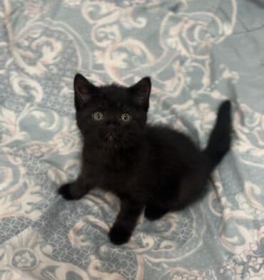 куда отдать кошку бишкек: 2 месяца, Мальчик, Черный, Метис, Приучена к лотку — 5