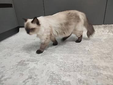 black cat: 1 год, Девочка, Приучена к лотку — 8