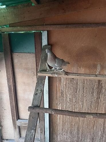 обмен на дакан: ПРОДАЮТСЯ ВМЕСТЕ ДВА САМЦА ГОТОВЫЕ К СПАРИВАНИЮ. ОДИН ТАСМАН, ВТОРОЙ — 4