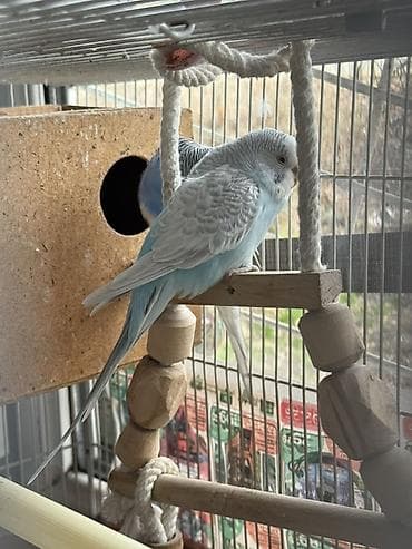 мал сатам: Продаются волнистые попугаи,вместе с клеткой и другими предметамии — 7