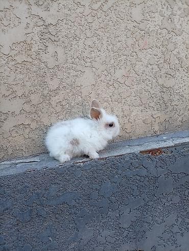 собака такса щенок: Карликовые декоративные кролики (пуховые «львиноголовые» типаж). - — 7