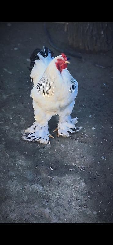 цыплята брама: Продаю | Куры | Брама | Для разведения — 4