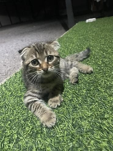 Шотландский вислоухий котёнок (Scottish Fold) - Окрас: тигровый