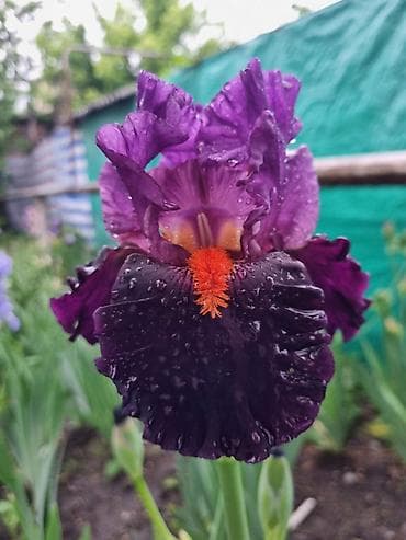 нитки ирис: В продаже саженцы сортовых ирисов из личной коллекции Все фото мои! — 5