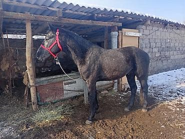 ат: Продаю | Конь (самец) | Рабочий — 3