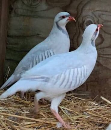 морской конь: Продаю кеклик СИЛЬВЕРЫ подам только парами цена за одну пару !ПО ВСЕМ — 5