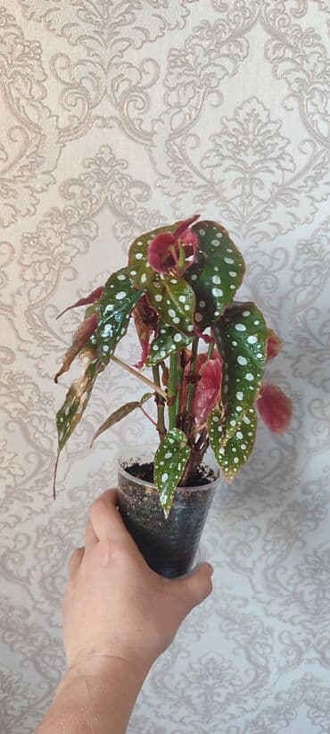 семена павловния купить в бишкеке: Зефирантес розовый 150 сом (3-4 луковицы в стакане) - ул.7 апреля 2/7 — 4