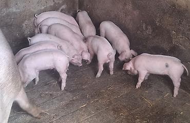 кукуруза ала тоо: Продаю | Поросенок — 2