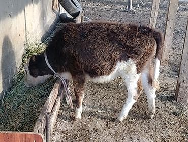 ахалтекинская лошадь цена: Продаю | Тёлка, Музоо, торпок | Алатауская | Для разведения — 6