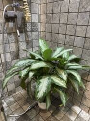 диффенбахия купить: Продаю в ассортименте цветы из личной коллекции. Все взрослые, мощная — 19