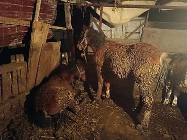 сментал бука: Продаю | Жеребенок | Для разведения — 2