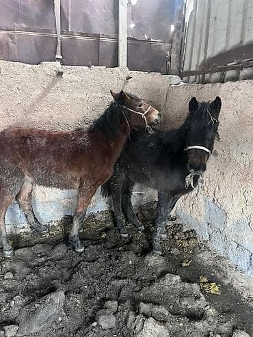 черная британская кошка: Продаю | Жеребенок | На забой — 2