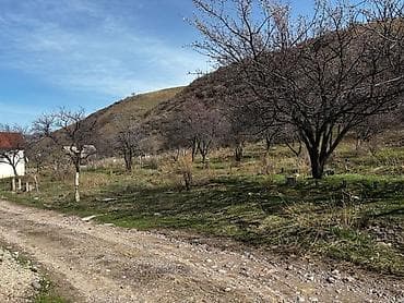 5 соток, Курулуш, Кызыл китеп — 1