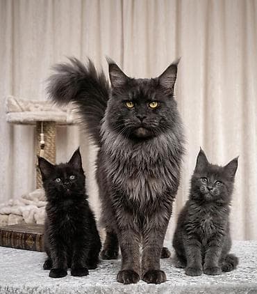 мейн кун белый цена: Котята мейн-кун готовы к переезду! Отличный помёт с шикарными — 1