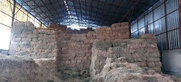 тюк пресс: Продаю клевер (беде) за тюк 450 сом Саман (солома) 220 сом Сенаж 9 — 1