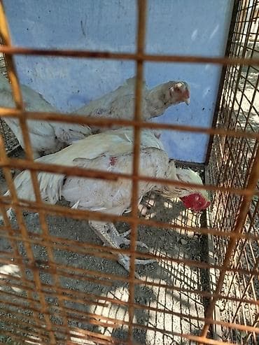номер приюта для животных бишкек: Продаю | Петух — 1
