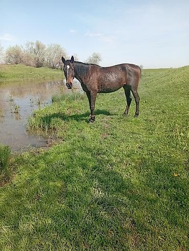 пони животное: Продаю | Кобыла (самка) | Рабочий — 6