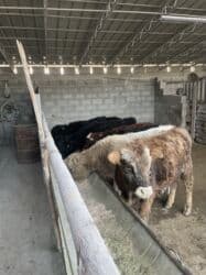 Грызуны: Продаю | Бык (самец), Музоо, торпок | Шароле, Абердин-ангус | Искусственник — 2