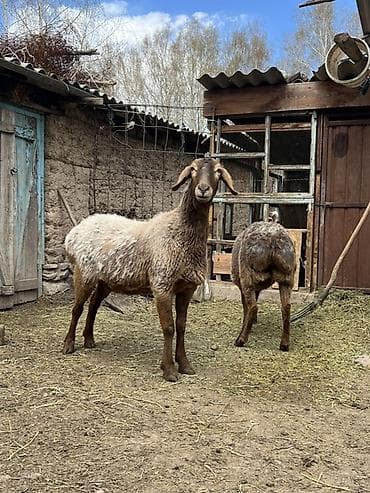 машинки для стрижки животных: Продаю | Овца (самка) | Арашан | Для разведения | Матка — 3