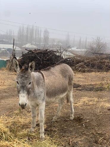 корм для перепелок: Осёл (серая масть) для хозяйства. - Неприхотливое — 2