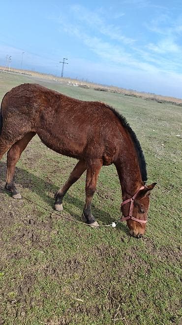 Ветеринар кызматы: Зынкыйган тайлар сатылат 1. ургаачы 1 эркек бироо з айда бир жаш бироо — 1