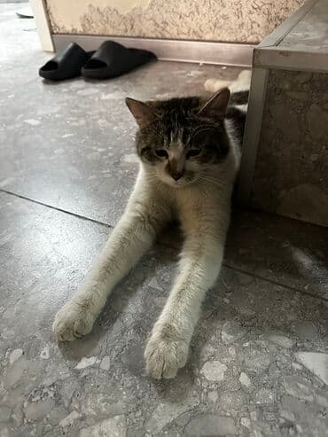 домашние кошки: Кошка даром: Беспородная, 1 год, Мальчик, Приучена к лотку — 1