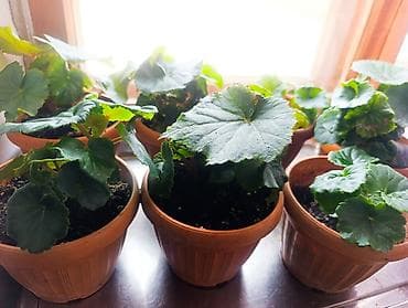 Үй жана бакча: Бегония элатиор (Begonia tuberhybrida), горшечная - Яркие махровые — 4