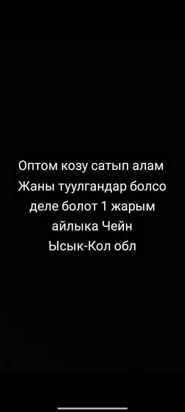 сазан живой: Частное лицо : Козы, козлы, | Любое состояние — 1