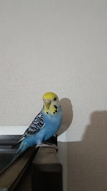 Срочно прям срочно Волнистый попугай срочно прдается причина из за lalafo.kg да Срочно прям срочно Волнистый попугай срочно прдается причина из за
