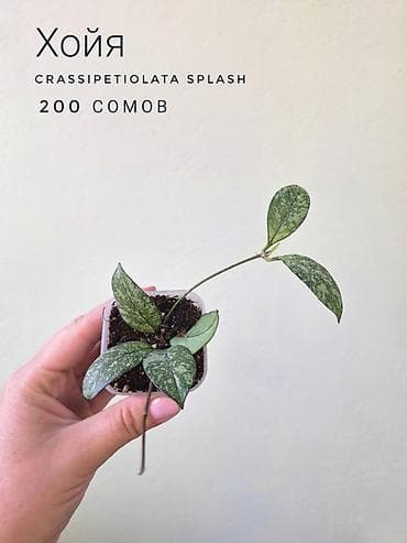 фитолампа: 💚 Комнатные растения от 100 сомов (детки/укоренённые растения) — 10