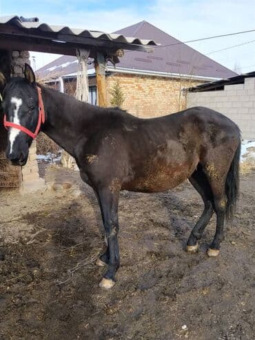 животные лошадь: Продаю | Жеребенок | Полукровка | Для разведения | Племенные — 6