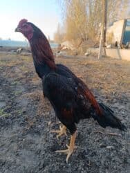 кой кыркыч: 2000 наличка — 1