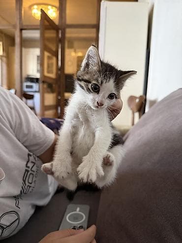 Котёнок, домашний короткошёрстный, окрас бело‑тигровый (белая грудь и